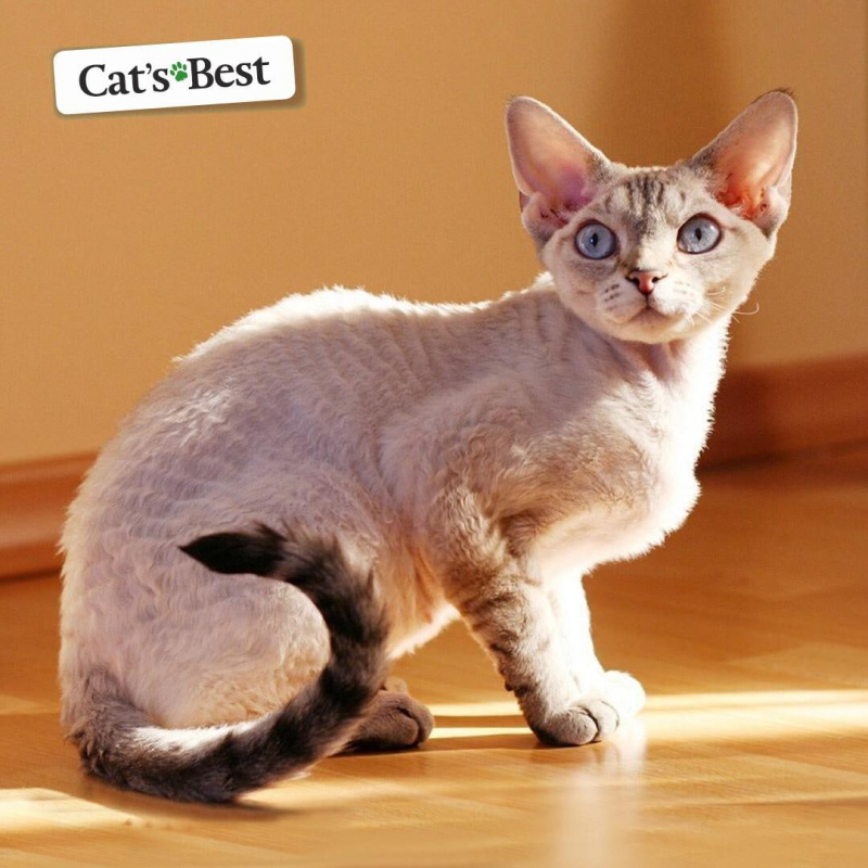 Немецкий Корниш рекс