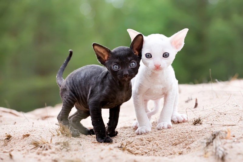 Корни Шрек