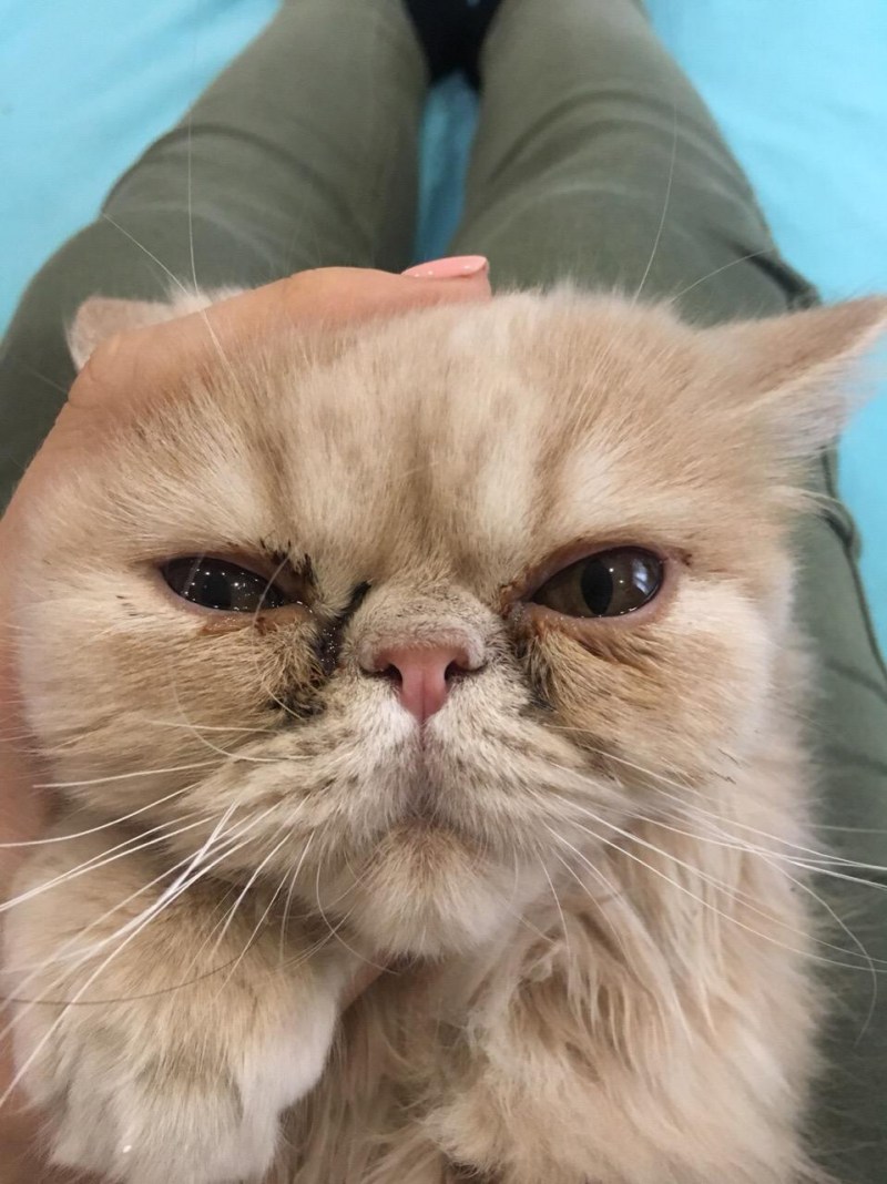 Глаза персидской кошки