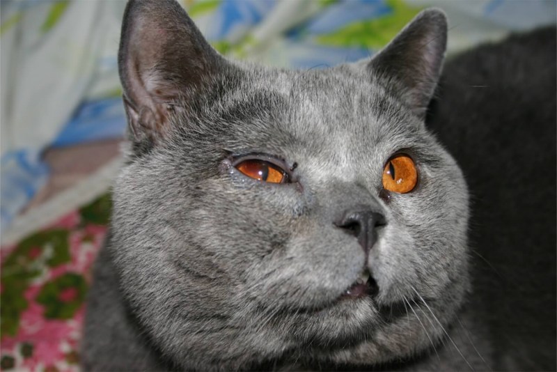 Нагноение глаз у котят