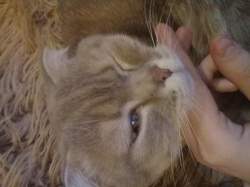 Цвет глаз у кошек