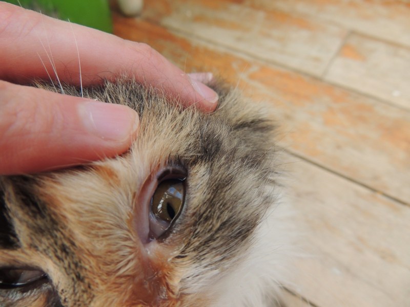 Глаза счастья кошки