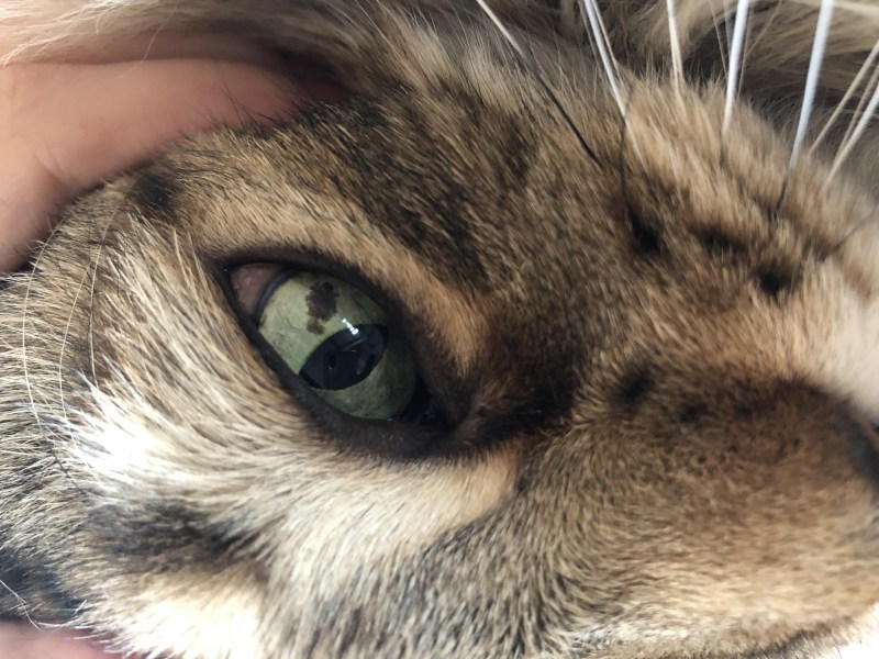 Коричневое пятно на глазу у кошки