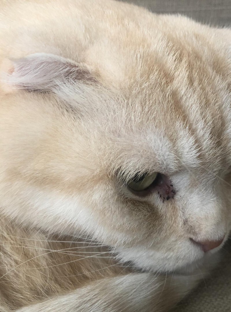У котенка на глазу корочка