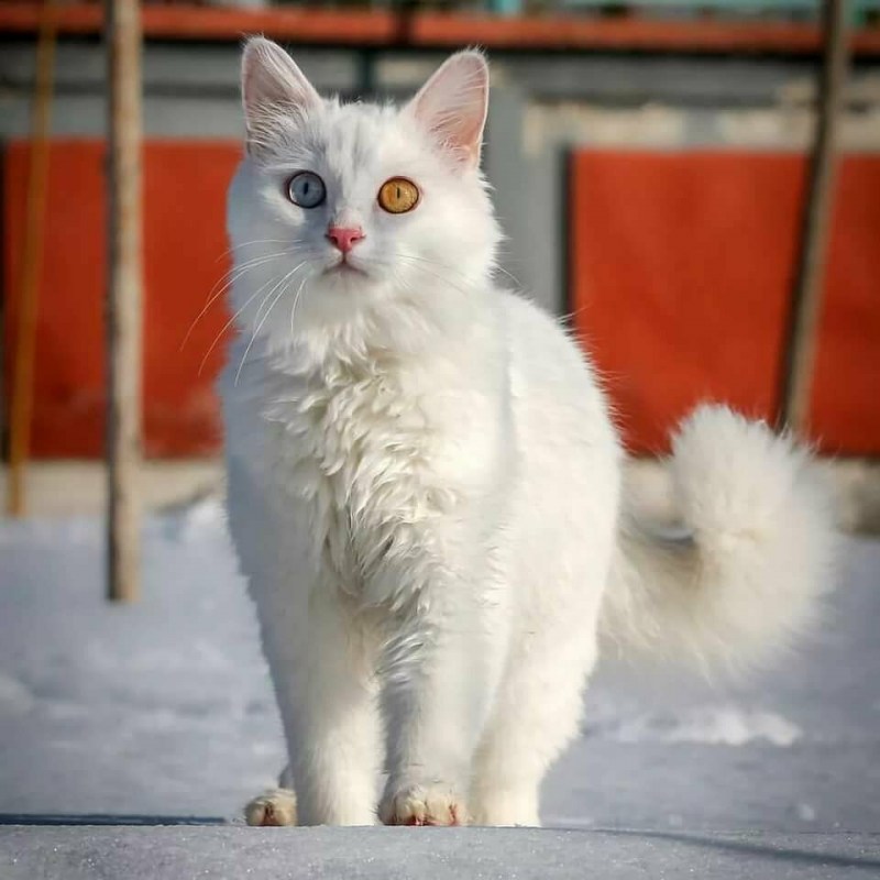 Ван кедиси кошка