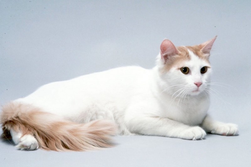 Турецкая Анатолийская кошка