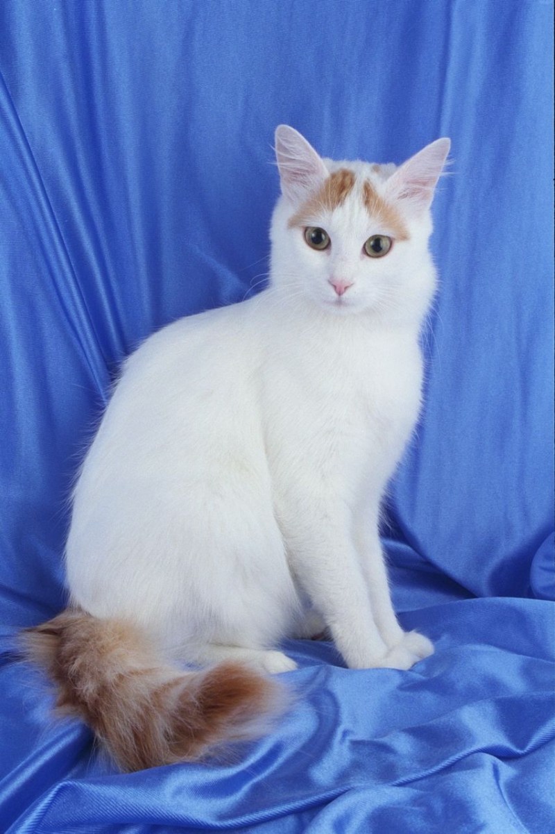 Турецкая Ванская кошка