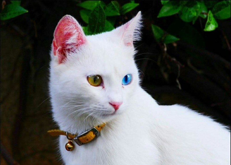 Турецкий Ван кошка