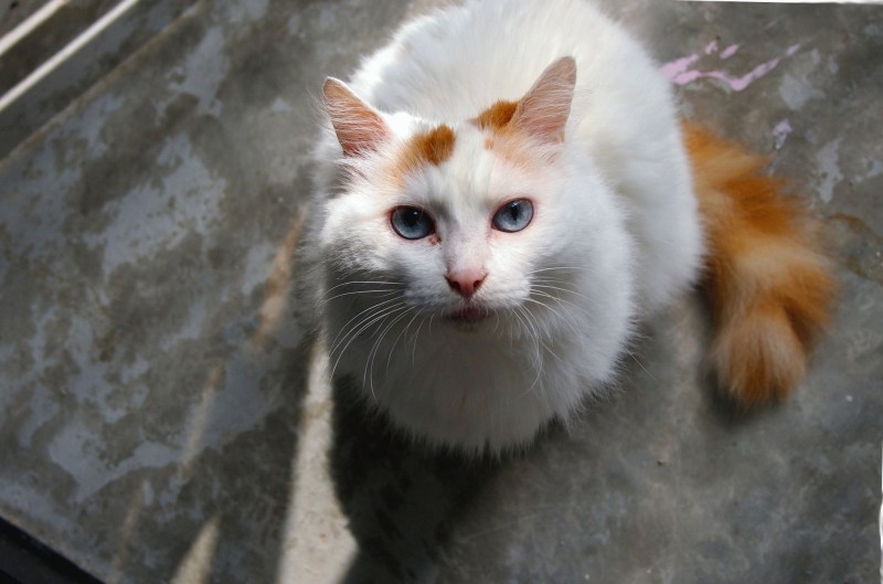 Турецкий Ван кошка