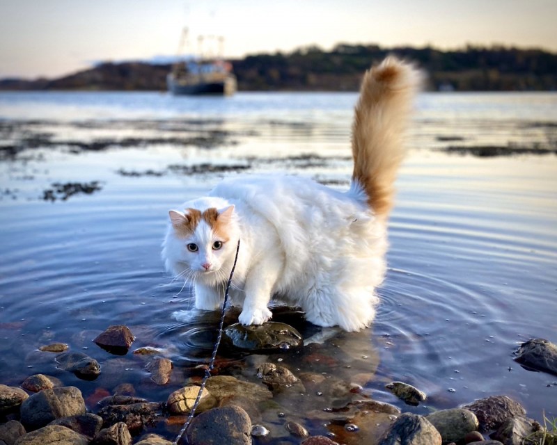 Турецкая водяная кошка Ван