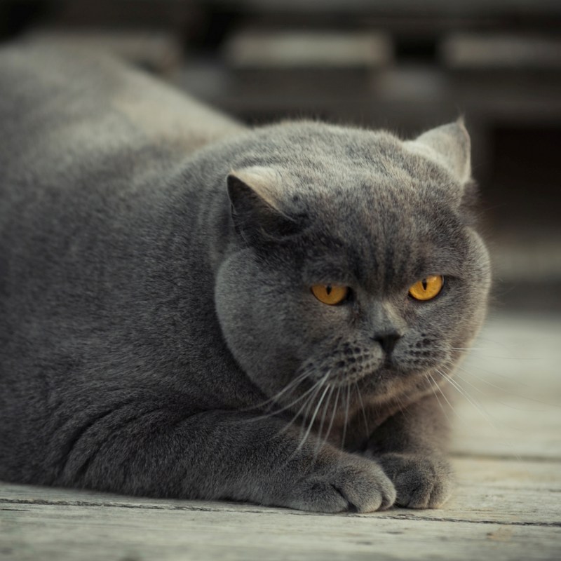Британская кошка короткошерстная серая