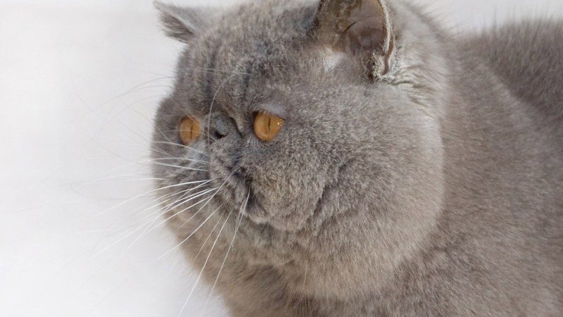 Серый британский кот Джонатан