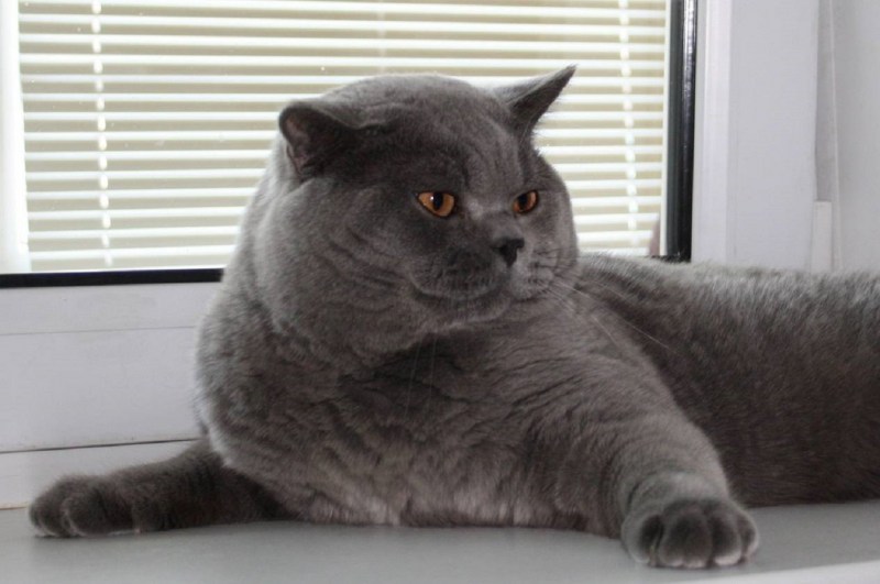 Британский короткошерстный кот толстый
