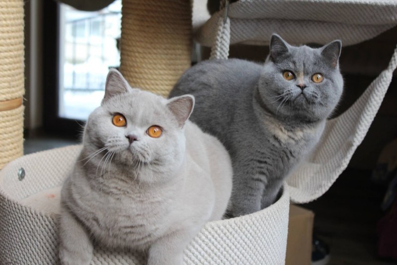 Толстая серая кошка