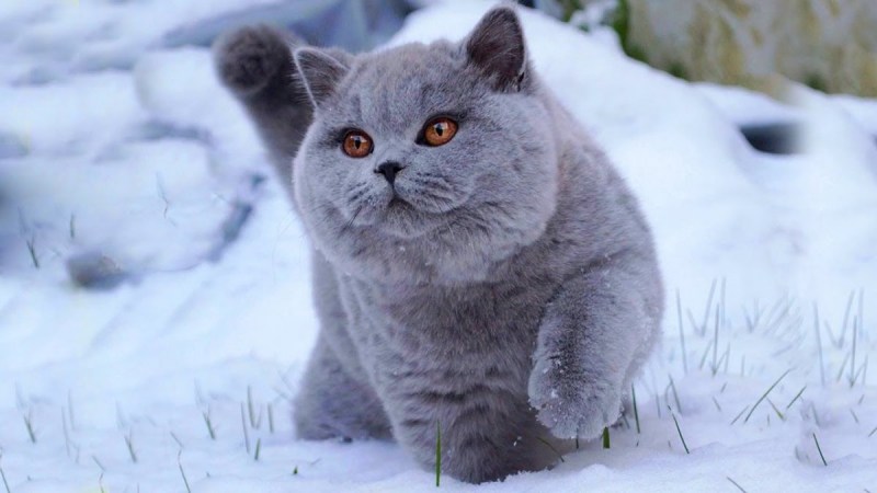 Шотландская вислоухая и прямоухая