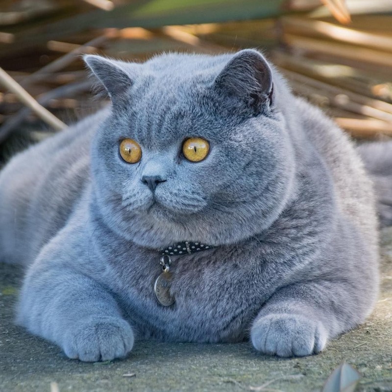 Британская короткошёрстная кошка