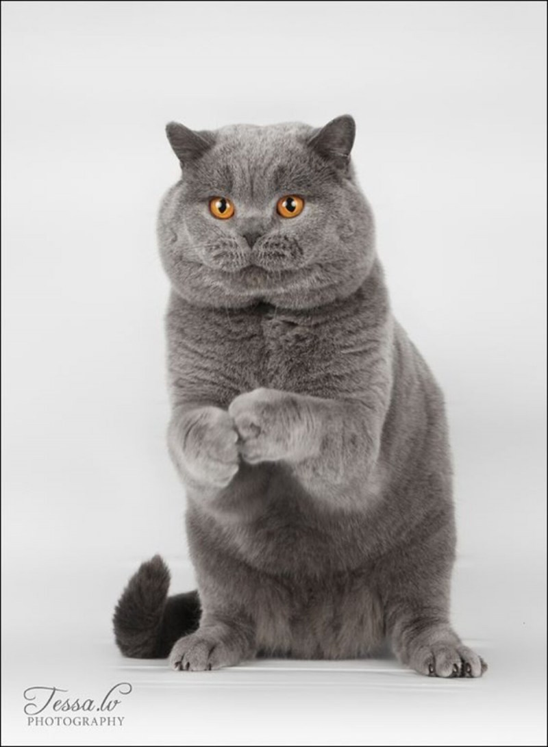 Жирный британский кот
