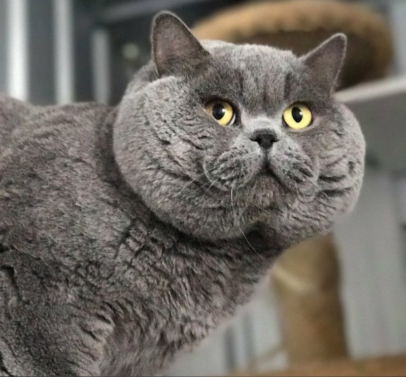 Кот серый