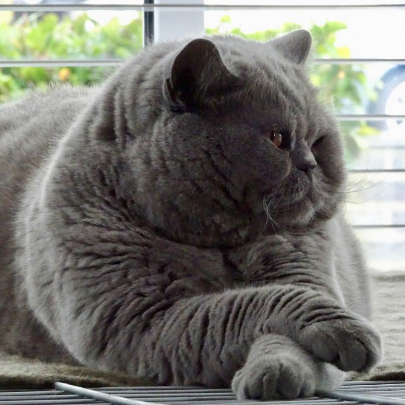 Самый толстый британский кот