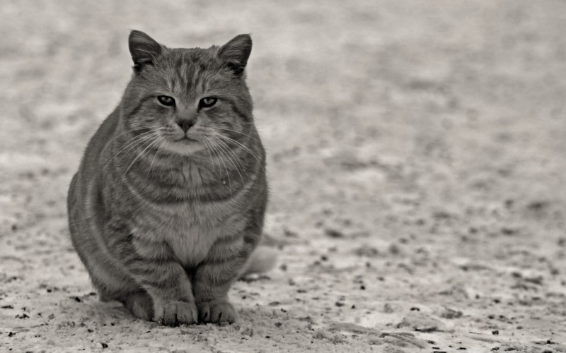 Британский короткошерстный кот толстый