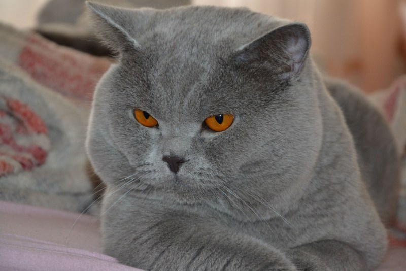 Кот британец