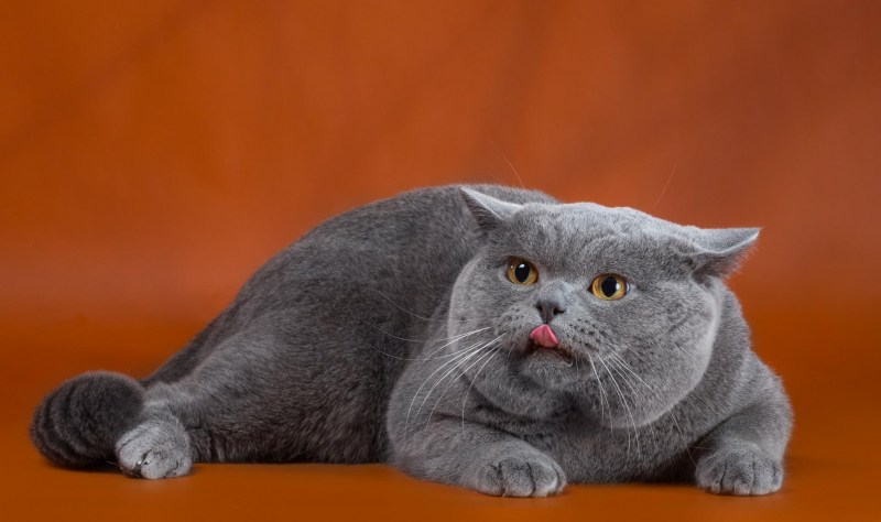 Британский короткошерстный кот