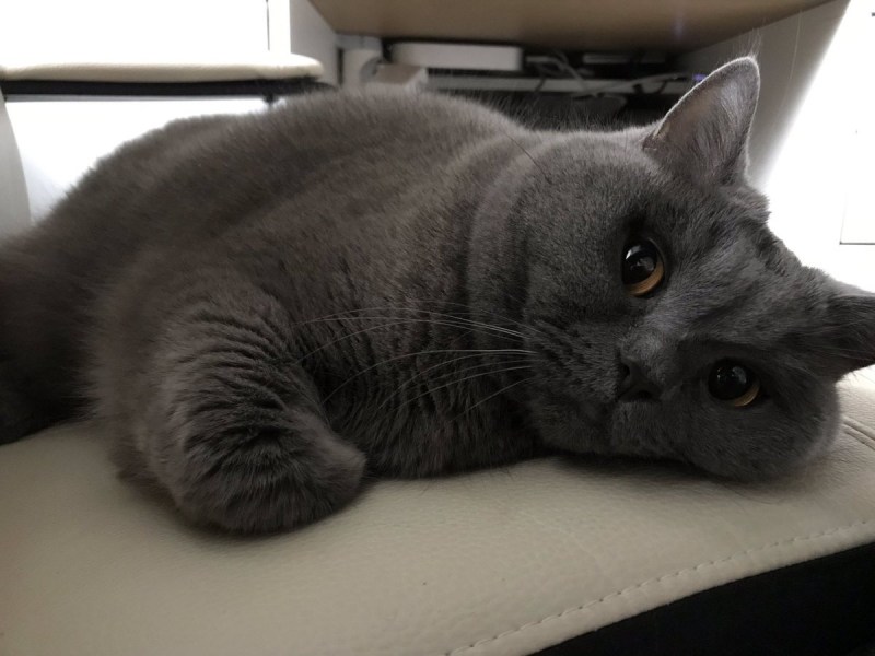 Серый уличный кот