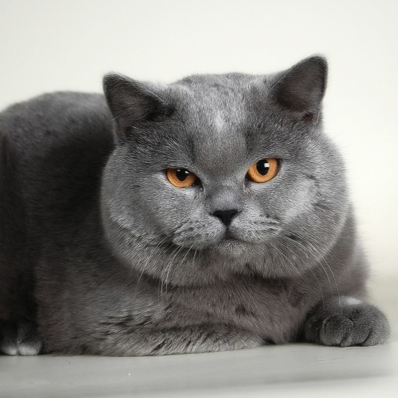 Толстый кот