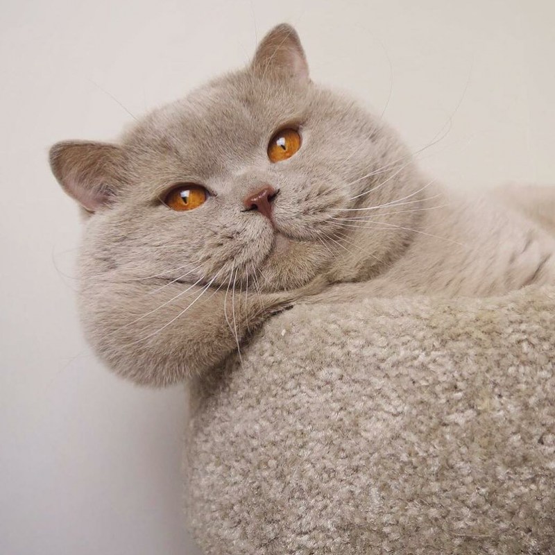 Британская кошка короткошерстная серая