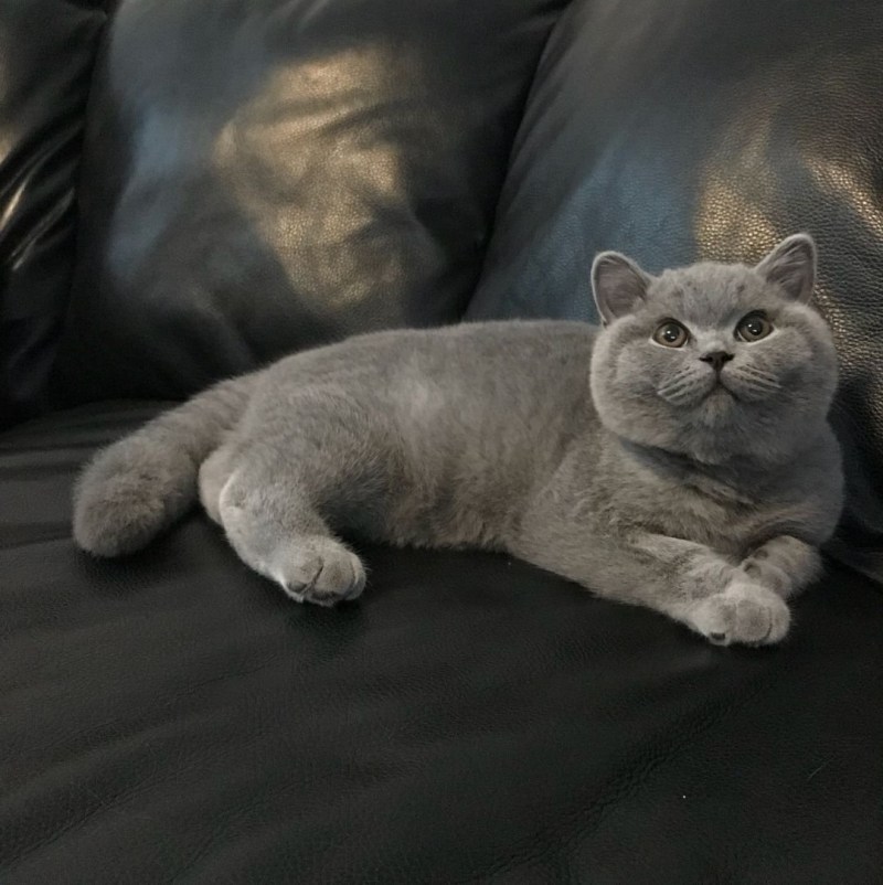 Британский кот дымчатый