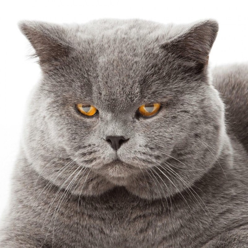 Кот сидит