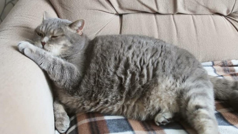 Толстый британский кот серый