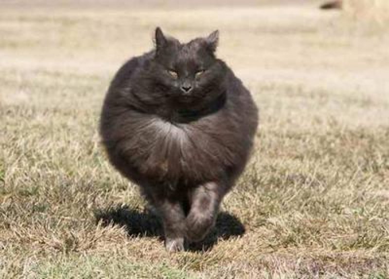 Толстый кот