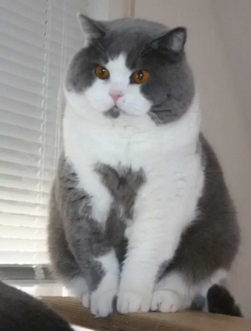 Британец кошка