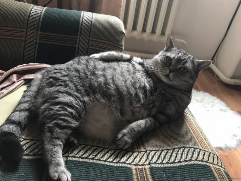 Британский кот на диване