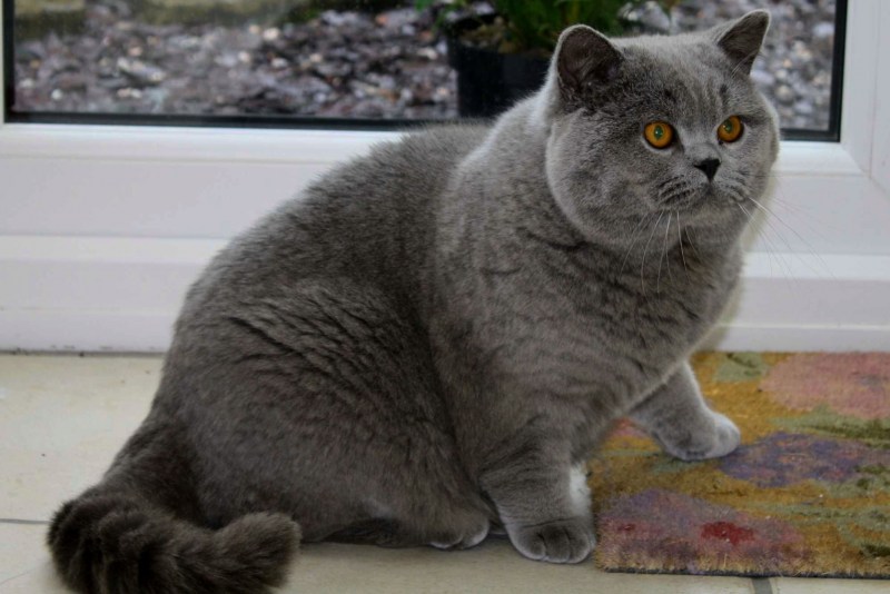 Британский короткошерстный кот