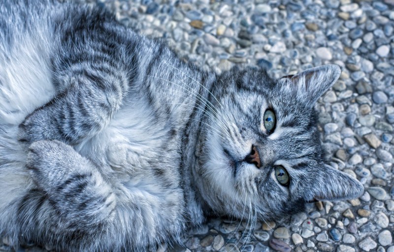 Британская прямоухая кошка