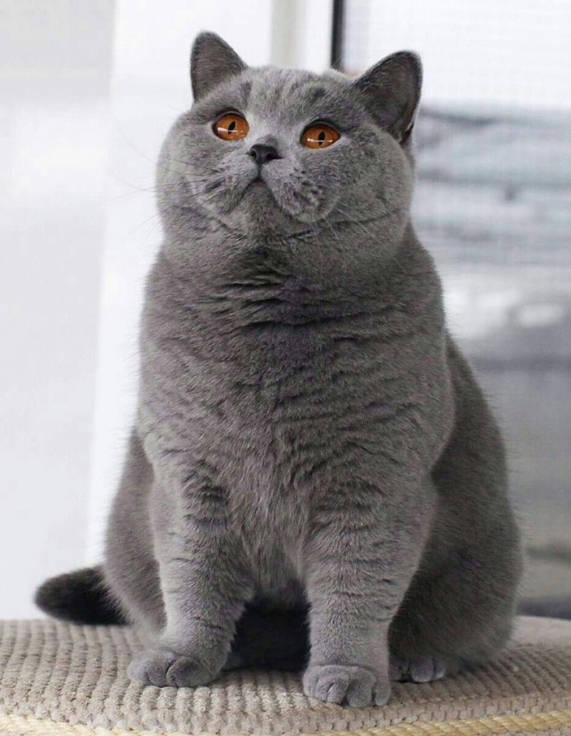Британский короткошерстный кот толстый