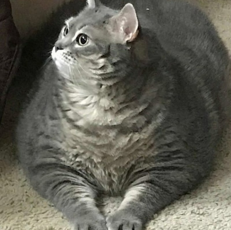 Спящий британский кот