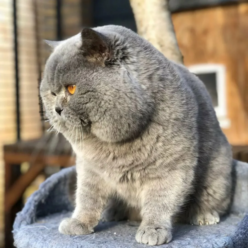 Британский короткошерстный кот толстый