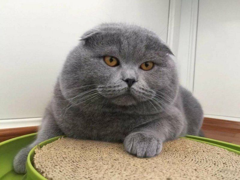 Серый полосатый кот