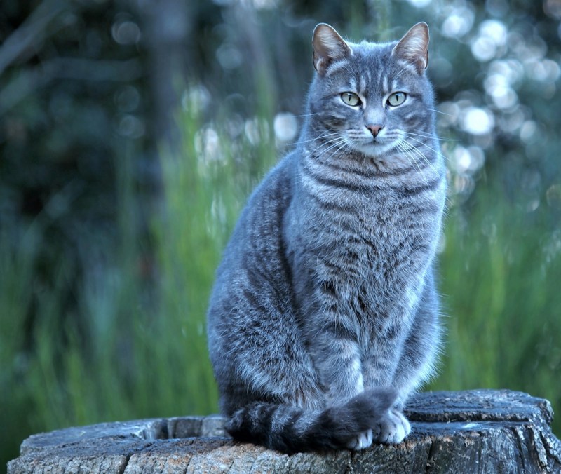 Кот Бася британец