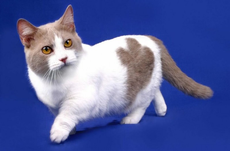 Коты породы Манчкин