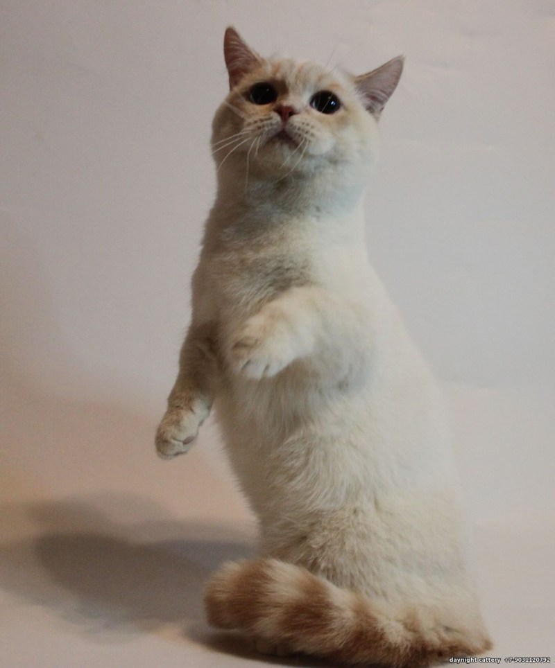 Манчкин кот