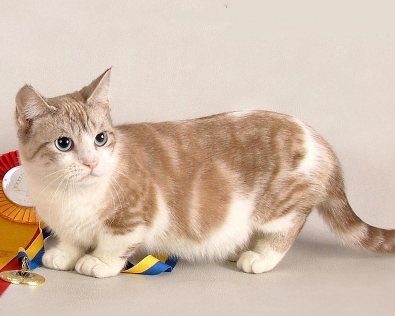 Коты породы Манчкин