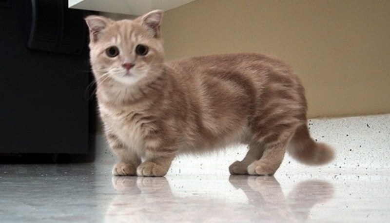 Кошка такса Манчкин