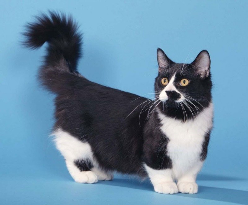 Коты породы Манчкин