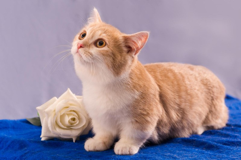 Манчкин кот