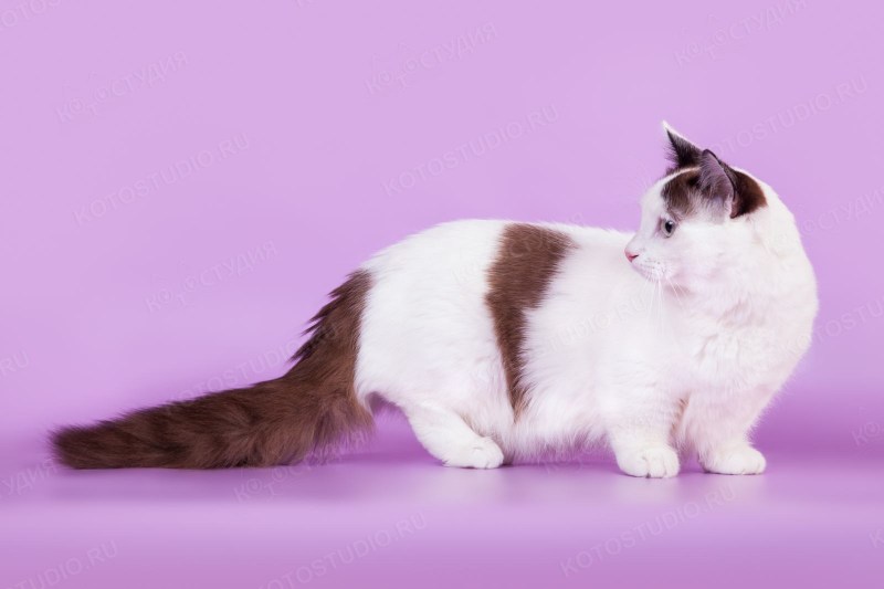 Манчкин кошка короткошерстная