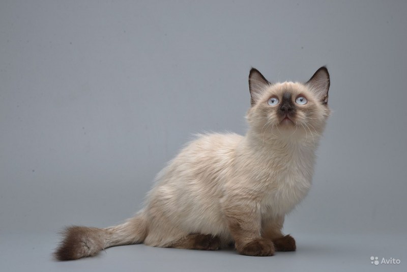 Манчкин кошка длиннолапая